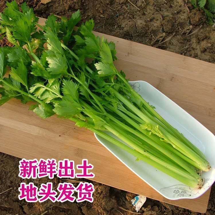 河南本地西芹现砍现发新鲜芹菜3斤5斤包邮