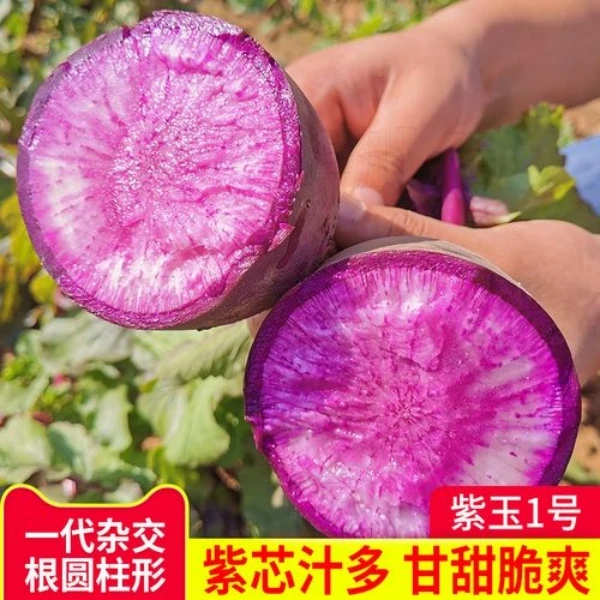 紫美人水果萝卜种子紫萝卜蔬菜种籽