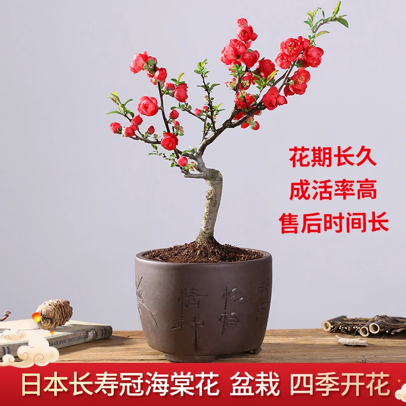 长寿冠海棠花盆栽四季开花耐寒植物阳台花卉叶片