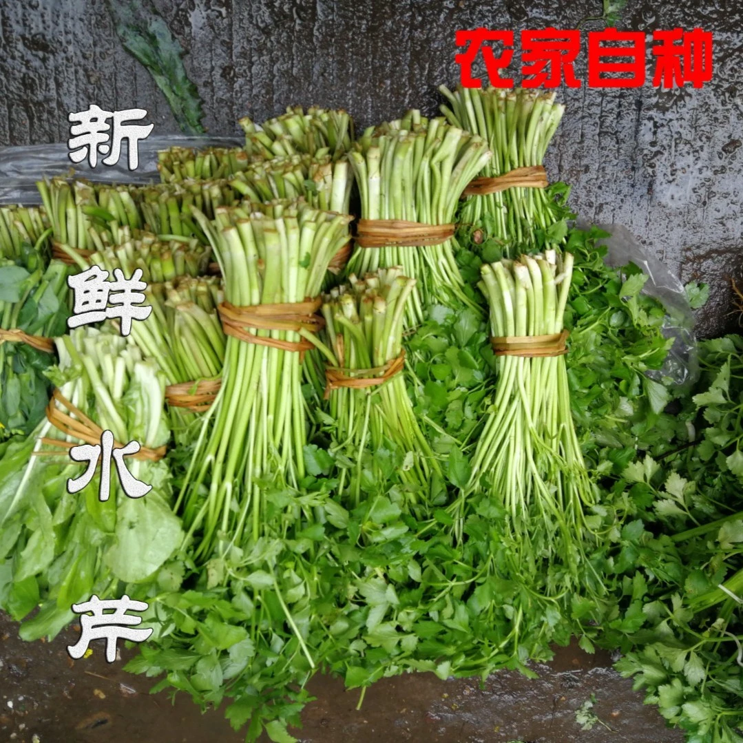 江苏农家现摘新鲜水芹菜2斤3斤5斤特产时令蔬菜自种新鲜蔬菜