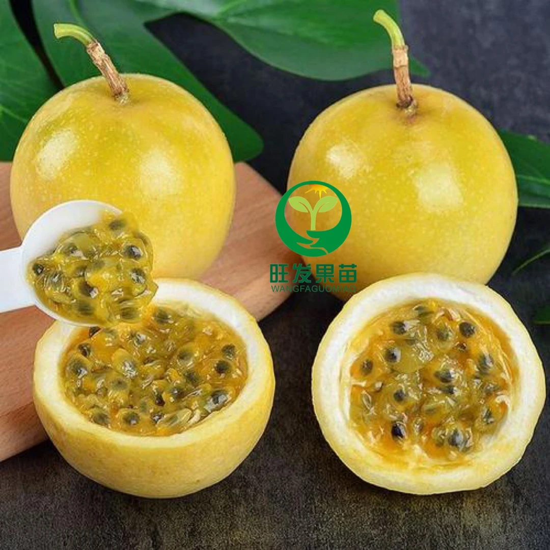 蜂蜜味百香果嫁接苗