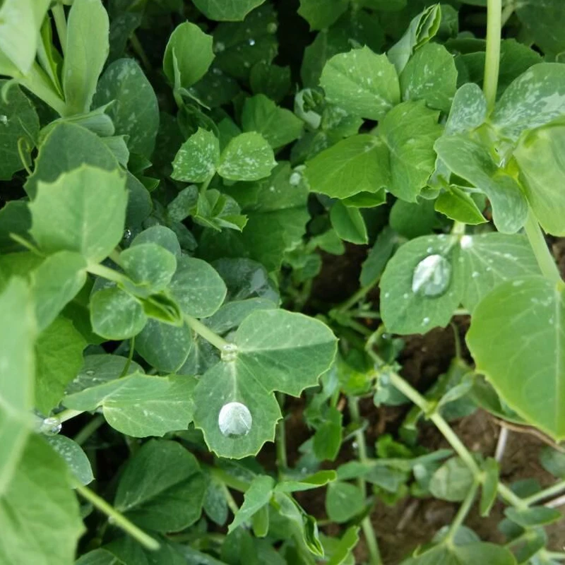 豌豆苗种子 豌豆尖种子 蔬菜种子 四季播 阳台种植 室内 水培土培