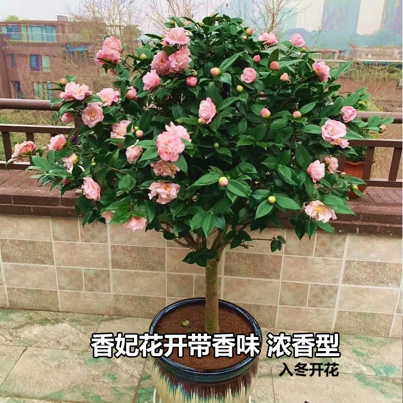 四季茶花盆栽室外庭院绿植室内阳台开花植物杜鹃红山茶带花苞