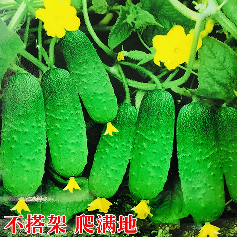 满地爬黄瓜种子水果黄瓜籽盆栽蔬菜四季易种甜脆高产