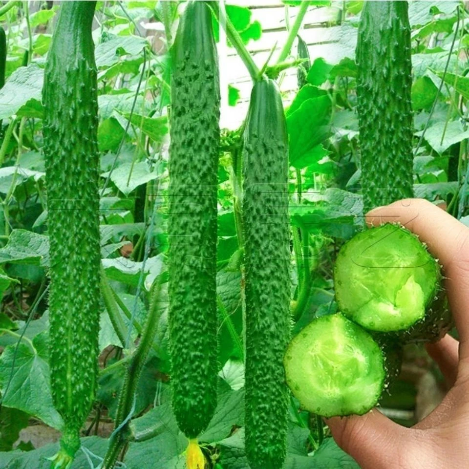 黄瓜种子青瓜种子 水果黄瓜种子高产长黄瓜种子 菜黄瓜种子四季