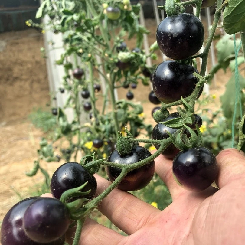 黑玫瑰小果黑番茄种子种苗 【里外均紫黑色】