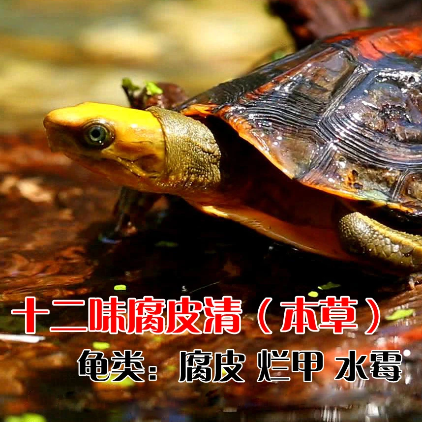 龟龟泡澡用十二味腐皮清龟茶腐皮腐甲感冒浮水脱肛白眼水霉烂甲