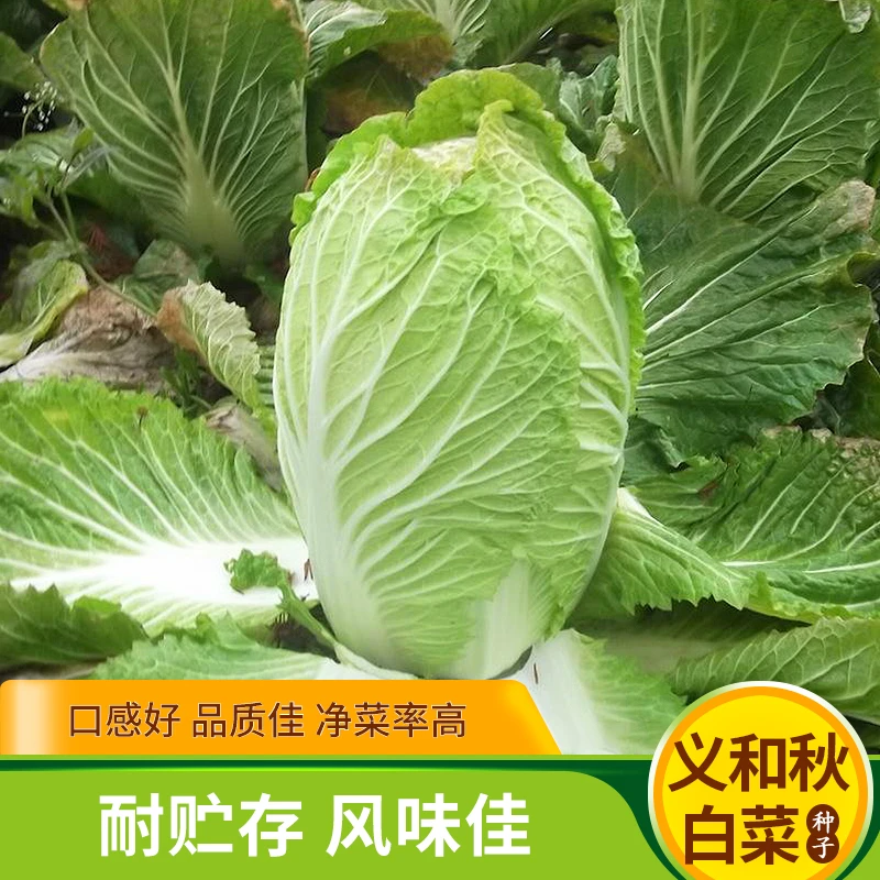 小义和秋白菜种子山东大白菜籽早熟耐寒四季播秋冬北方蔬菜孑