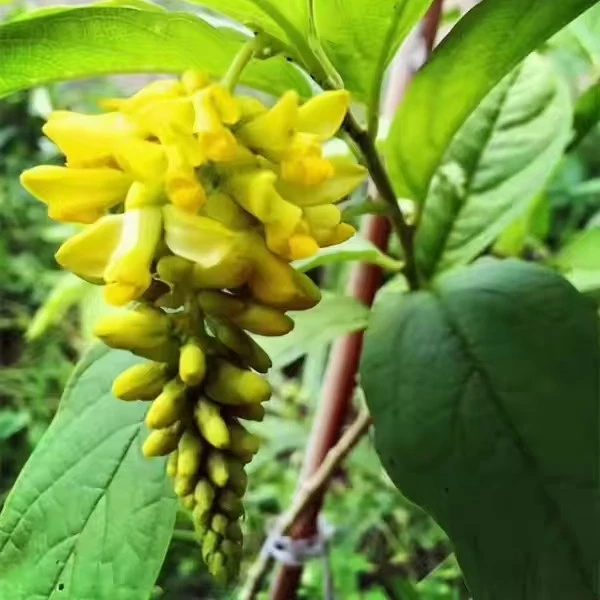 倒吊黄黄花倒水莲苗黄花远志观音串观赏盆栽四季种植