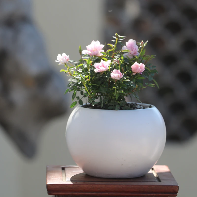 姬月季日本姬蔷薇迷你微盆景室内绿植桌面四季花开盆栽新中式可爱