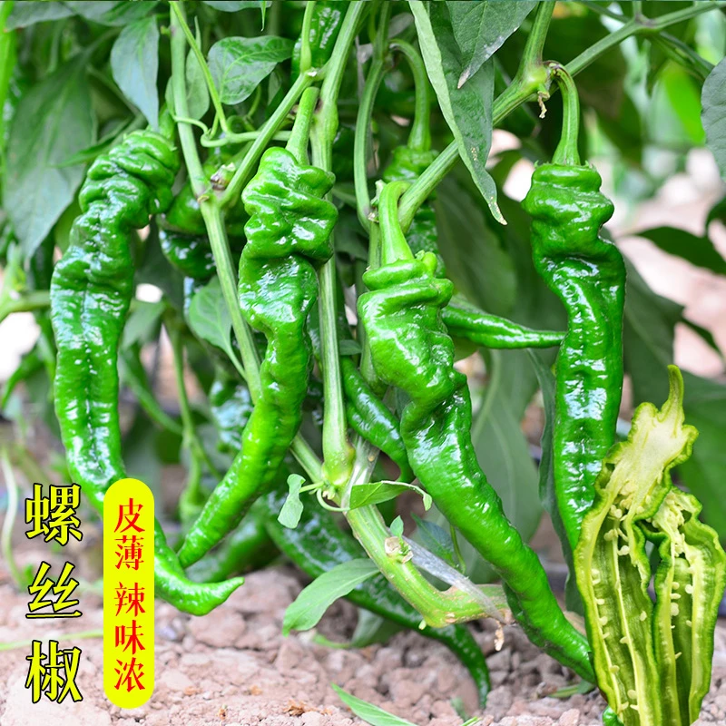 螺丝椒种子皮薄辣味浓四季阳台盆栽蔬菜孑