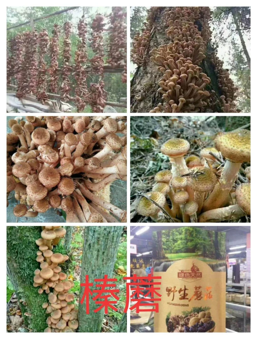 [人参小于]长白山榛蘑250/500克