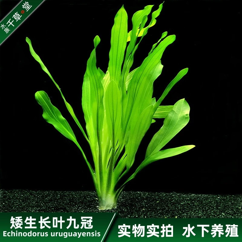 千草堂水族水草新手鱼缸易养易活冷水养活体淡水植物矮生长叶九冠