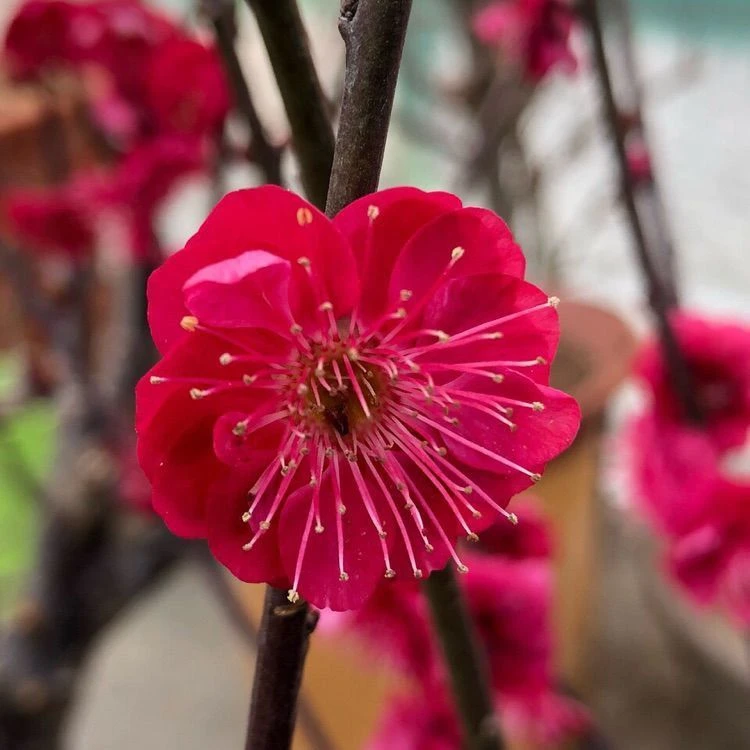 超红稀有梅花品种  红须朱砂盆栽地栽庭院梅花