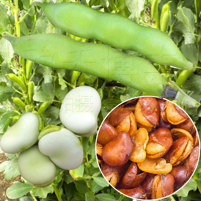 特大蚕豆种子种孑大颗粒北斗七星蚕豆种子蔬菜种子大胡豆批发云南