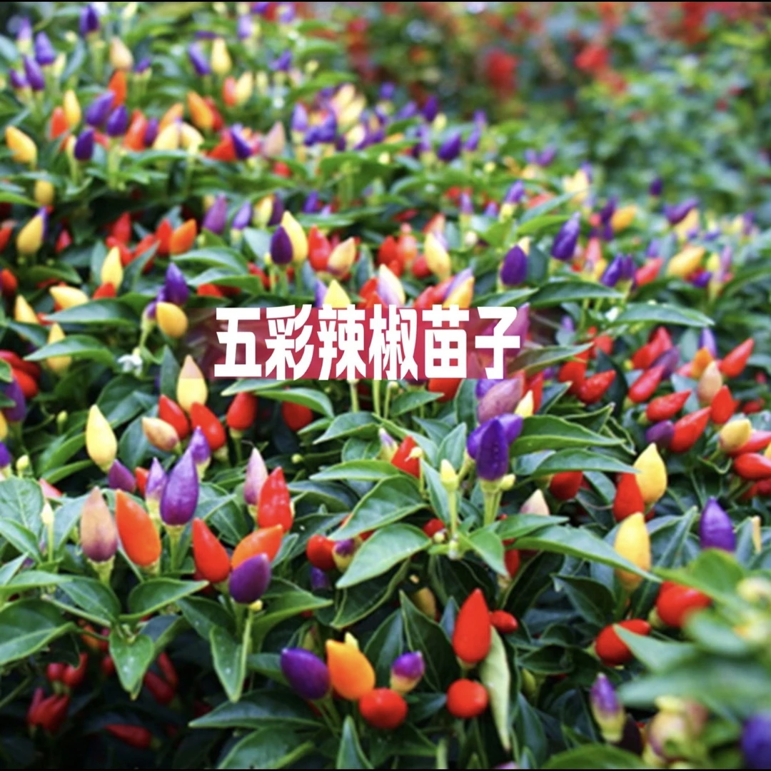 五彩椒颜值高阳台盆栽室外家庭小院种植可观赏蔬菜四季可爱种苗