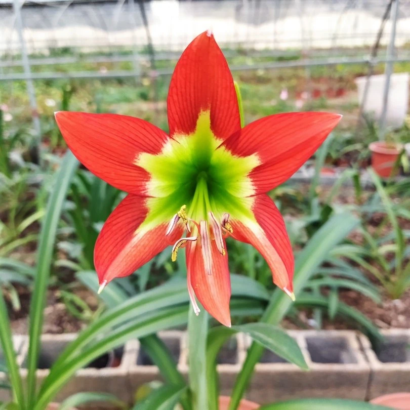绿色土星朱顶红种球盆栽花卉阳台植物朱顶红