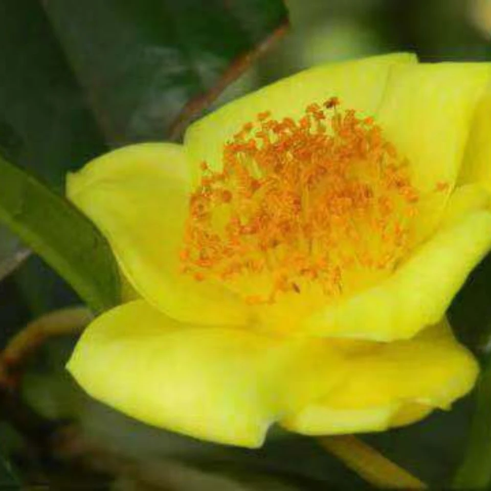 金花茶 防城金茶花盆栽花卉 （福建永福镇原盆原土发货）