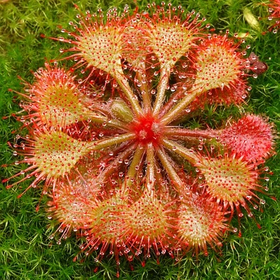 茅膏菜多款食虫植物苗盆栽吃苍蝇捕蚊子粘小飞虫捕蝇草趣味植物