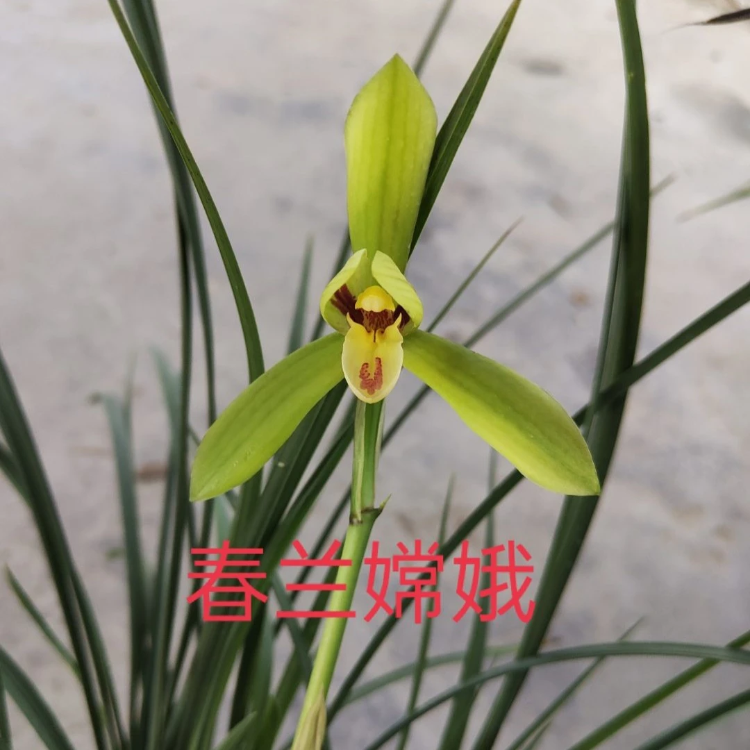 春兰嫦娥带花苞浓香型叶材婀娜多姿衣袂飘飘感足居家办公好伴侣