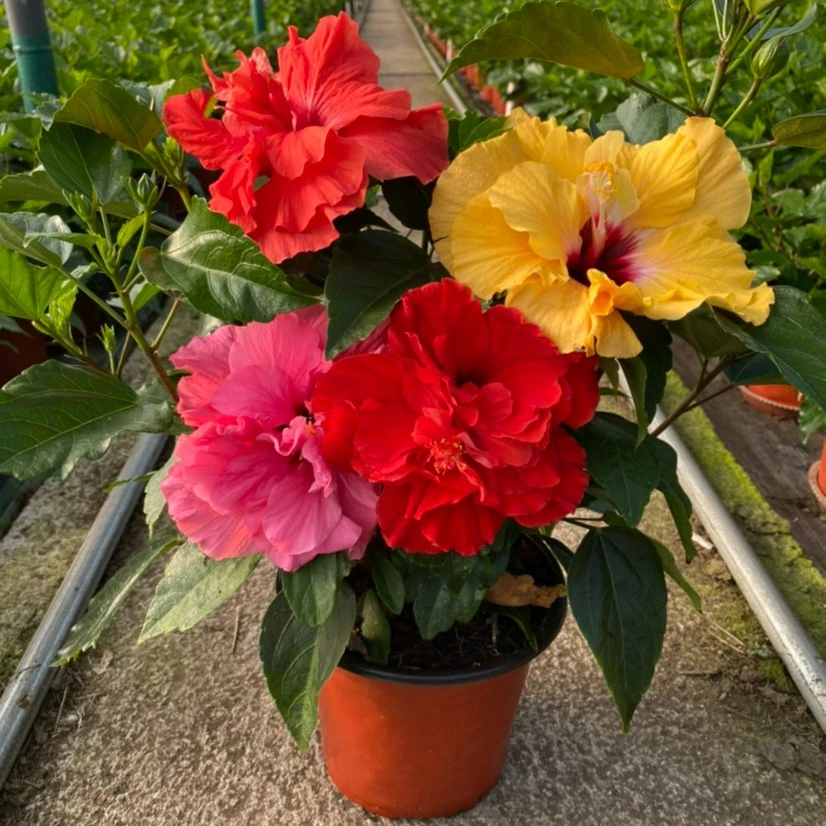 丹麦木槿（单色重瓣）带花苞发货阳台庭院花卉好养绿植盆栽