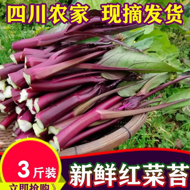 四川红油菜菜苔3斤/5斤/8斤