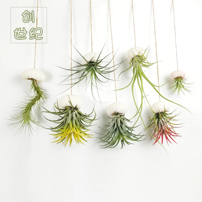 空气凤梨壁挂盆栽无土植物墙面装饰吊饰实木挂件橱窗背景挂饰懒人