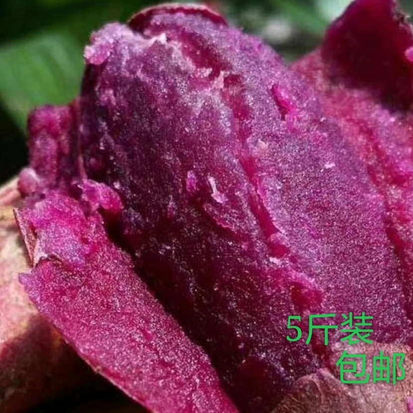 陕西潼关丘陵山地优质紫罗兰紫薯5斤装包邮。