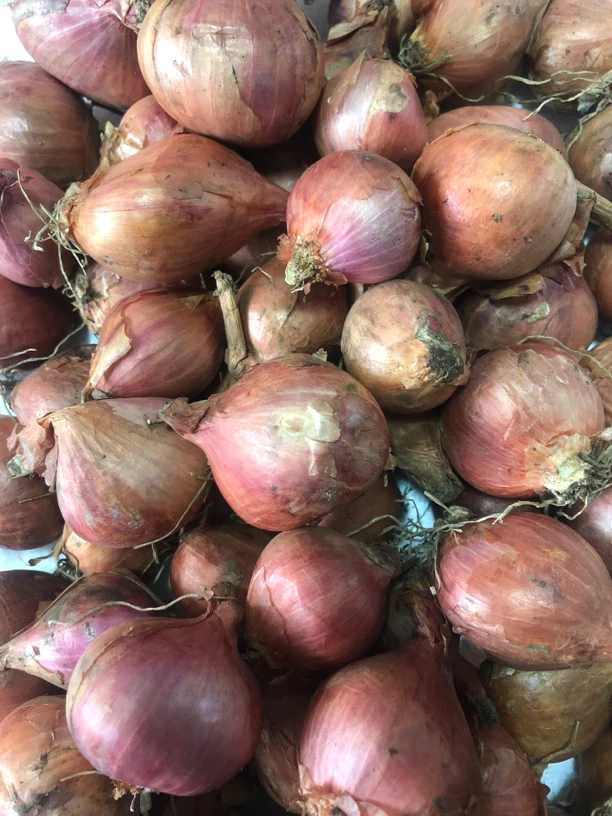 黑龙江东北本地小笨猫葱栽子可栽可吃5斤装