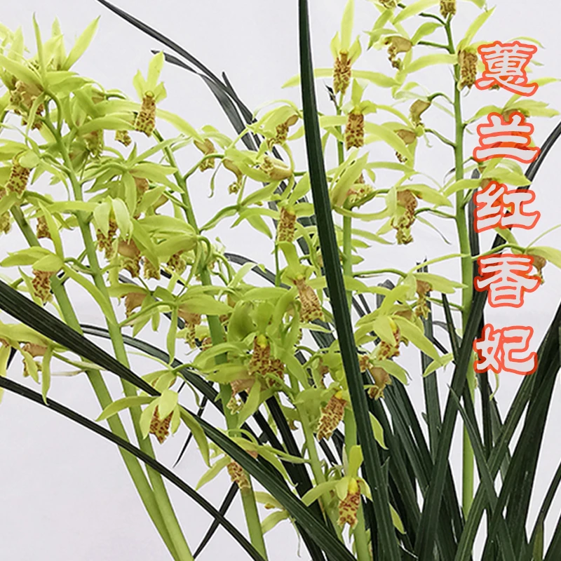 蕙兰花卉蕙兰红香妃绿兰植物室内盆栽景名贵兰花苗绿植园艺水晶兰