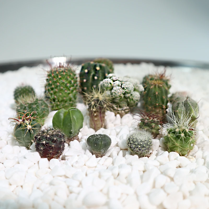精品微型绿植盆栽各种迷你实生仙人球幼苗刺球仙人掌仙人柱带根