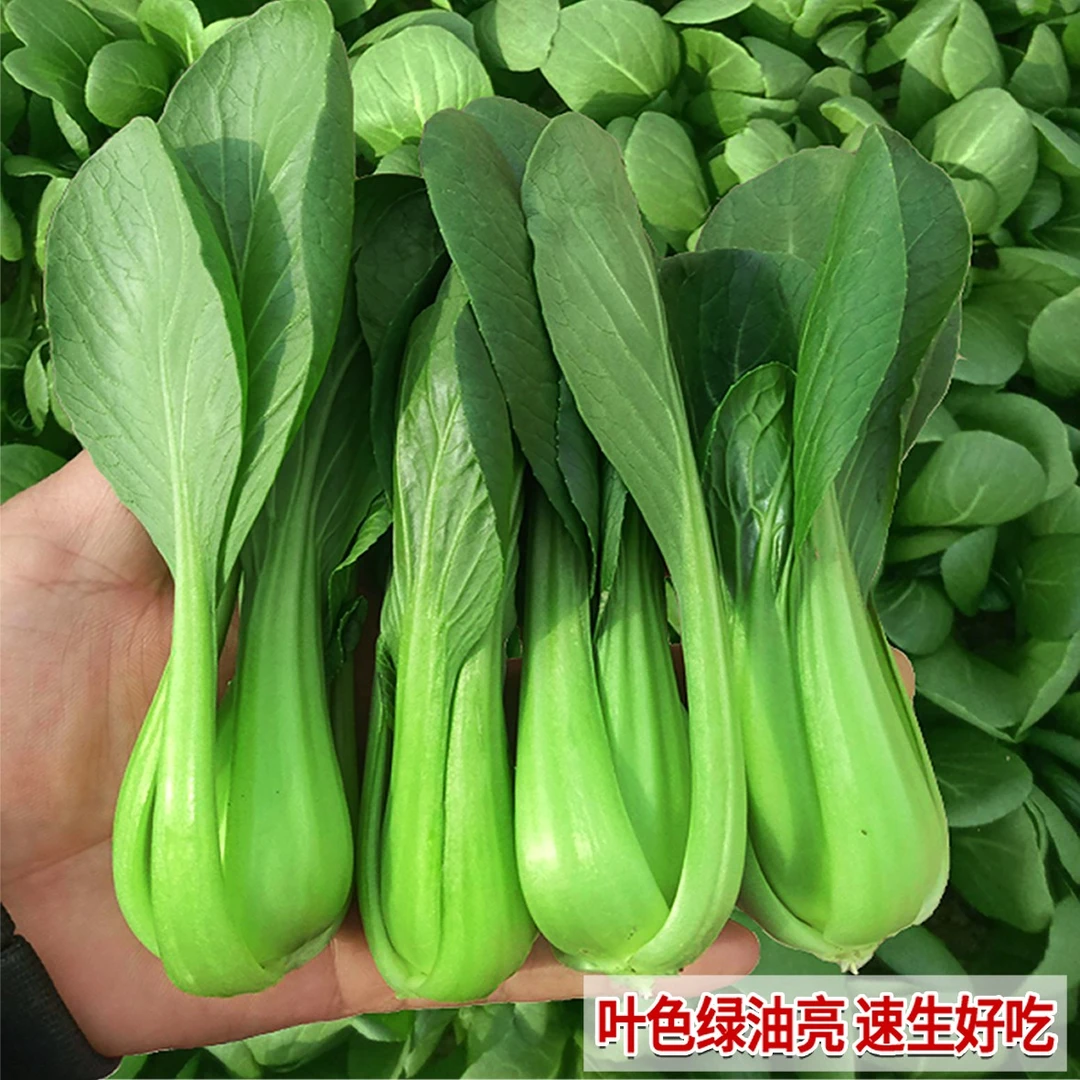 青梗菜种子鸡毛菜种籽青菜籽种大全四季播种春季奶油青鸟蔬菜种孑