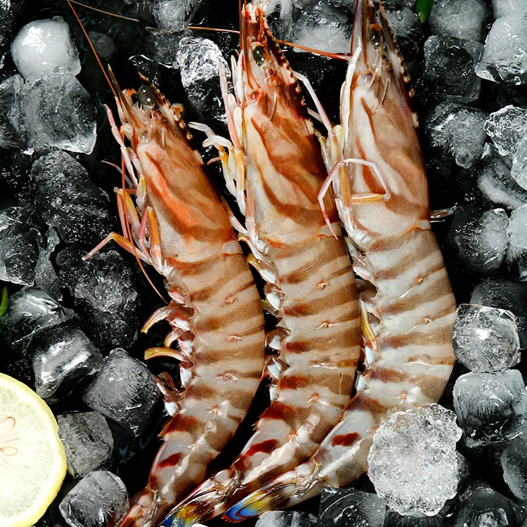 连云港 新鲜速冻海捕斑节虾（2斤~3斤）10个头左右