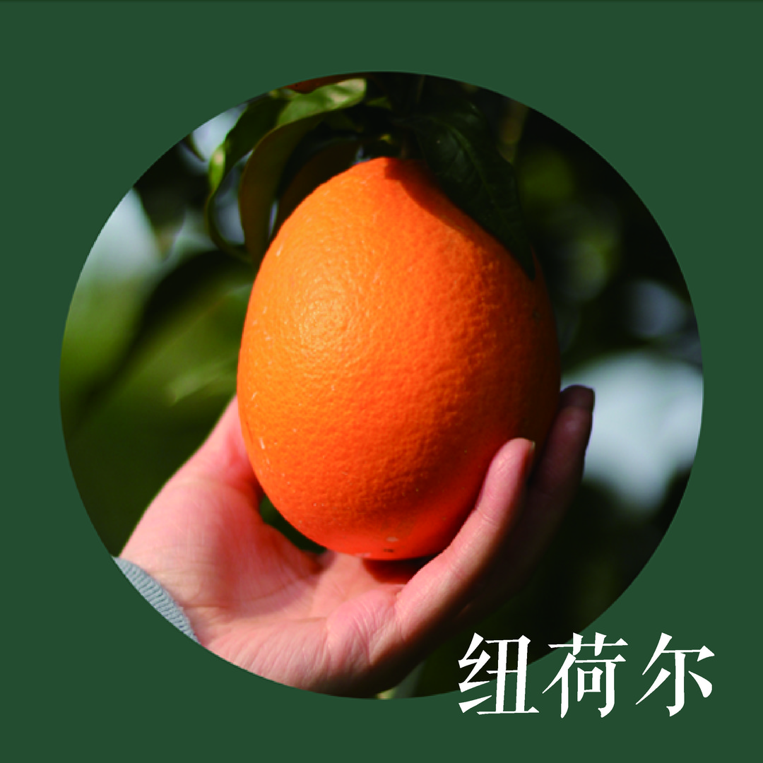 〈后花园〉纽荷尔 十斤装 二十斤装。奉节脐橙