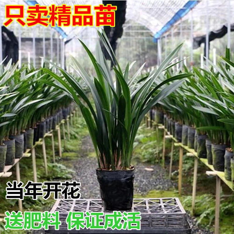 墨兰报岁年花企黑墨兰室内盆栽植物花卉绿植