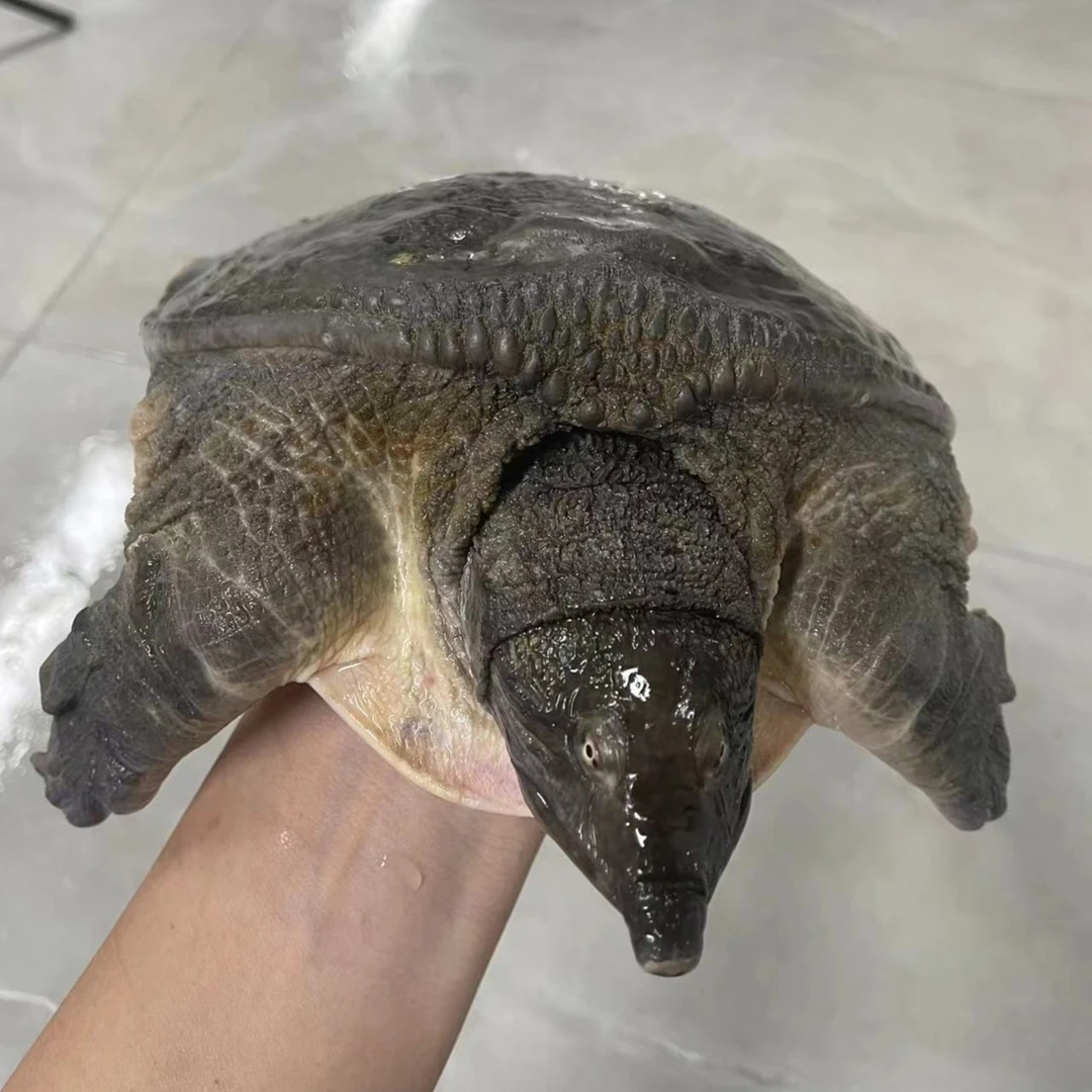 甲鱼  3斤 大甲鱼 肇庆高要  外塘生态  生鲜