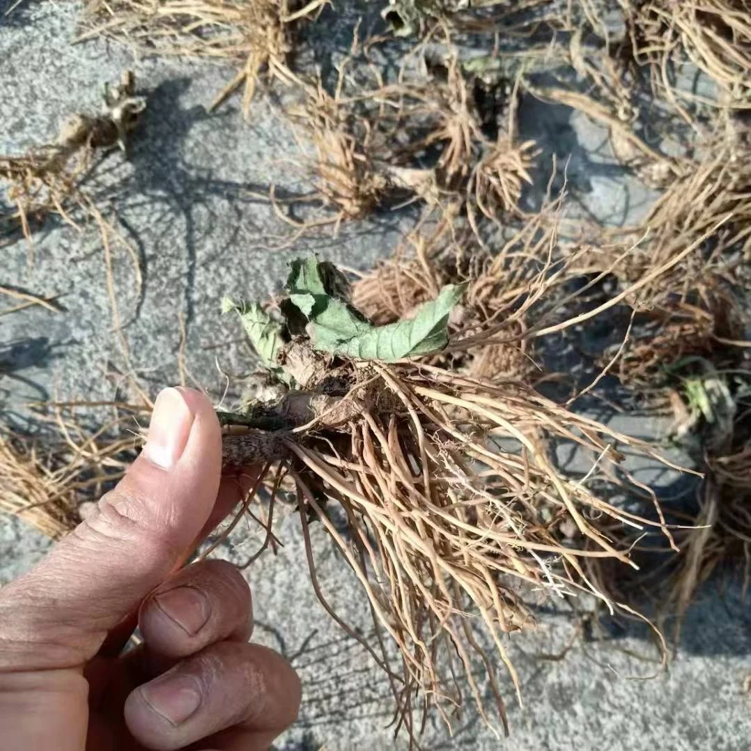广宁山货地胆头 草鞋婆  煲汤材料  包邮