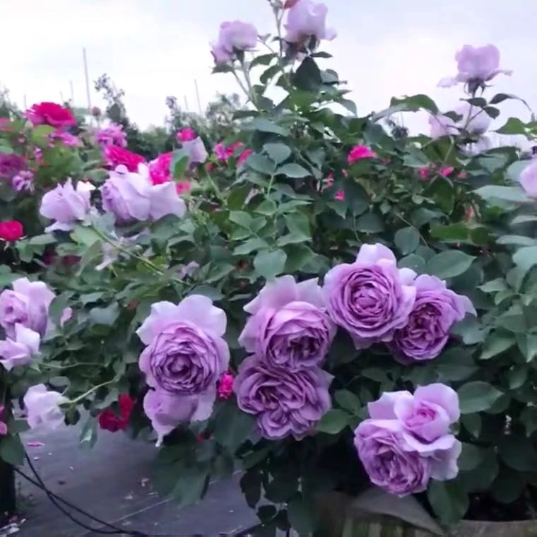洛瓦丽丝月季花多季开花