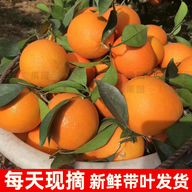 树上熟-正宗赣南早脐橙新鲜橙子皮薄甜橙生态种植果园现摘现发9斤