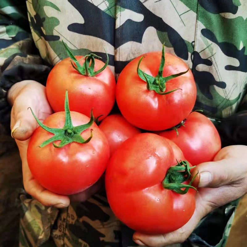 【现摘现发】沙瓤普罗旺斯新鲜西红柿番茄洋柿子3斤/4.5斤装