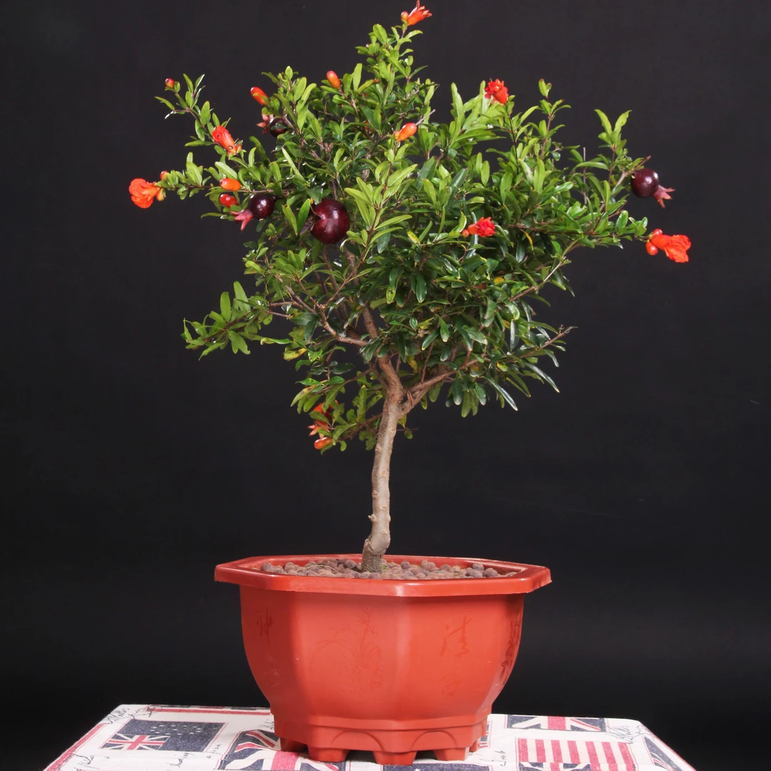 【紫玉石榴】盆栽盆景室内阳台庭院绿植花卉花石榴树苗四季开花结果