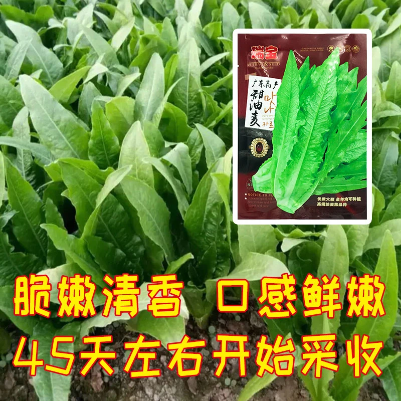 爱农优选广东高产鲜嫩甜油麦菜种子清香早熟色泽浓绿长势强健
