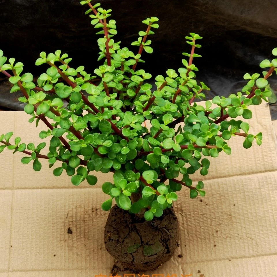 金枝玉叶多年玉树多肉老桩盆栽植物室内室外绿植四季常青绿植