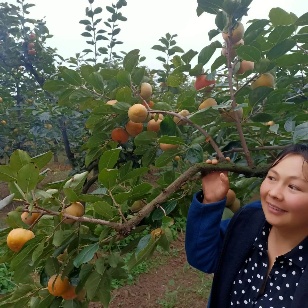 山西运城 脆甜柿子 阳丰脆柿