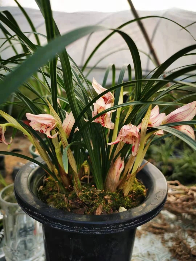 花卉绿植年宵花盆景草春兰副瓣蝶