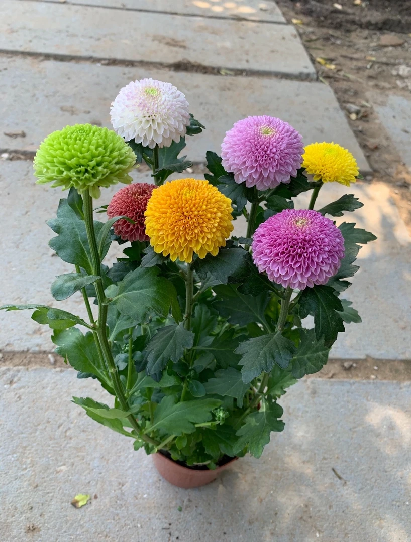 乒乓菊，耐寒耐热