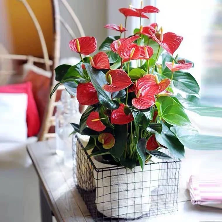 【带花发货】四季开花红掌盆栽一帆风顺鸿运当头办公室好花卉绿植物