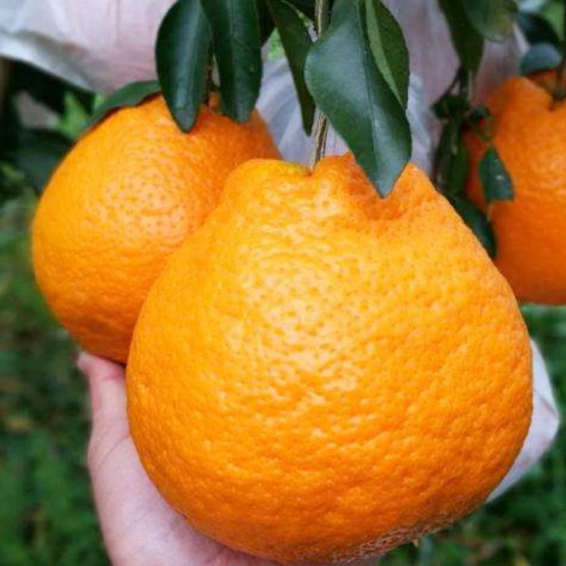 （春见粑粑柑）正宗嫁接苗纯甜盆栽地栽庭院阳台南北方种植
