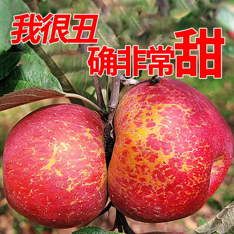 【顺丰】大凉山盐源高山糖心丑苹果高山高原苹果孕妇水果脆甜5/8斤