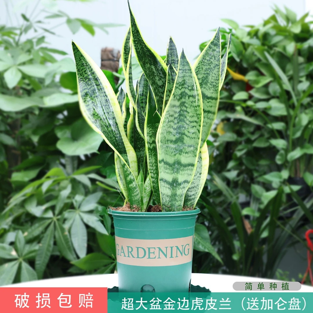 精美虎皮兰盆栽室内室外绿植去甲醛净化空气好活耐养美观北欧风